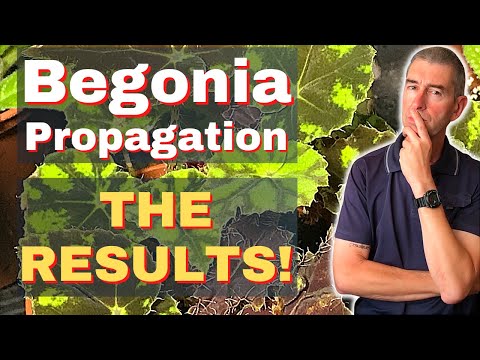 Видео: Размножение бегонии: 🎉 РЕЗУЛЬТАТЫ! 🥳