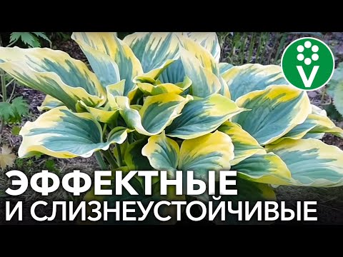 Видео: 10 СОРТОВ ХОСТ, КОТОРЫЕ ДОЛЖНЫ БЫТЬ В КАЖДОМ САДУ!