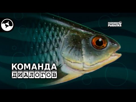 Видео: Ловля плотвы. Поплавочная удочка. Боковой кивок | Классика
