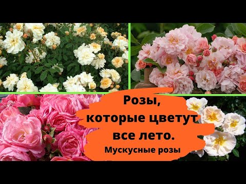 Видео: Розы, которые цветут все лето и хорошо зимуют. Мускусные розы