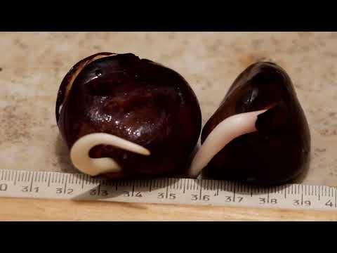 Видео: не луафАсра. Разведение каштанов из плода. Хранение, проращивание, уход и пересадка, но не на улицу.