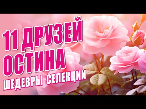 Видео: РОЗЫ ДЭВИДА ОСТИНА. ШЕДЕВРЫ МИРОВОЙ СЕЛЕКЦИИ РОЗ. ОБЗОР ЛУЧШИХ СОРТОВ РОЗ.