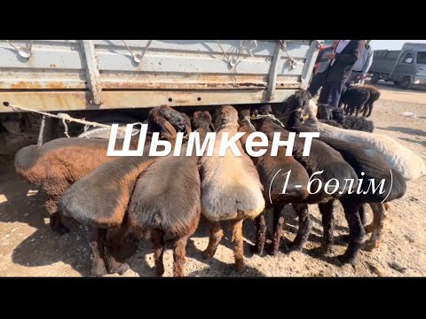 Видео: Қой, қозы, қошқар 10.05.2023