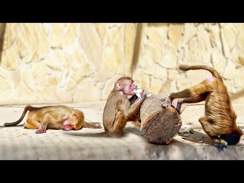 Видео: Было вкусно, а потом все ПЛАКАЛИ! Степа УБИЛ ВСЕХ микробов луком! Выдрали шерсть у Рокки, НЕЧАЯННО!