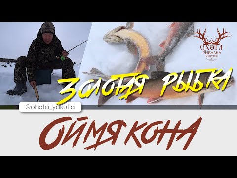 Видео: Золотая рыбка Оймякона