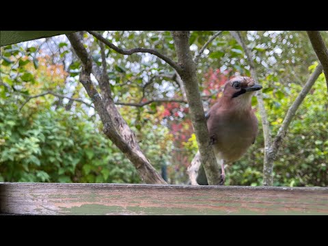 Видео: Синички и сойка