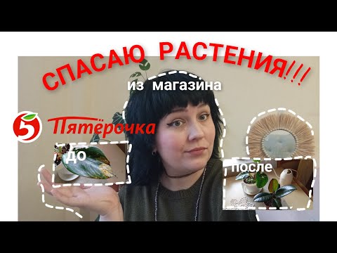 Видео: ПЕРЕСАДКА РАСТЕНИЙ ИЗ ПЯТËРКИ🩺🌿