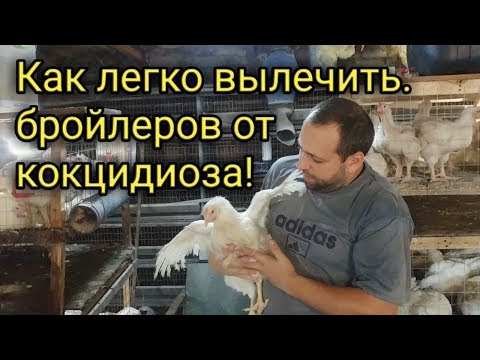 Видео: Кокцидиоз у бройлеров. Как лечить кокцидиоз !