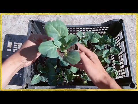 Видео: Хочешь быть с капустой делай так! / Как вырастить крепкую рассаду капусты