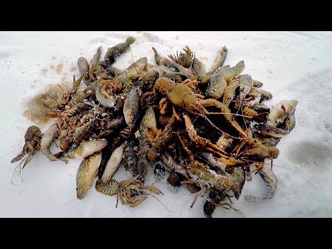 Видео: Зима! Ловля Раков на Китайские Гармошки! Закрытие Сезона 2019г!