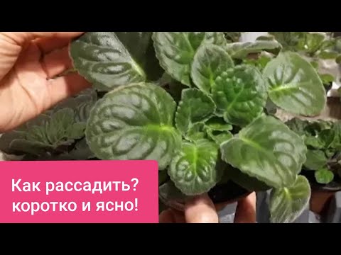 Видео: Как рассадить разросшуюся Фиалку? Коротко и ясно!