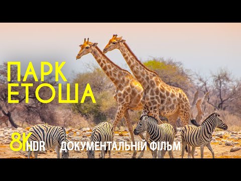 Видео: Дика природа Африки - Частина 1 | Національний парк EТОША - 8K HDR Документальний фільм про тварин
