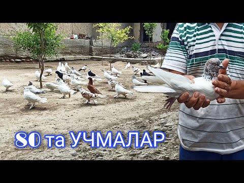 Видео: #SHAXRIHON 80 ta UCHMA KABUTARLAR Каптарларини щурлари  ГОЛУБЕЙ Fly PIGEON УЧМА КАБУТАРЛАР