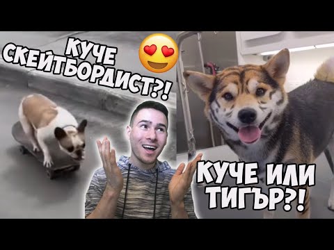 Видео: Най-Яките Кучета в TIK TOK