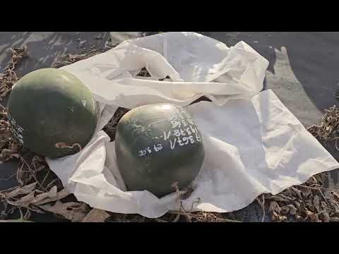 Видео: Арбузная бахча в Москве 7 сентября 2023 года