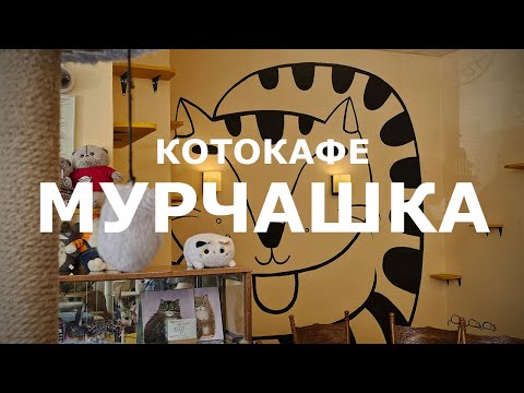 Видео: Котокафе Мурчашка: Место в Москве, где правят котики