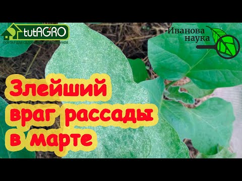 Видео: ЗЛЕЙШИЙ ВРАГ РАССАДЫ В МАРТЕ! Берегитесь его и изничтожайте простым способом. Враг не пройдет!
