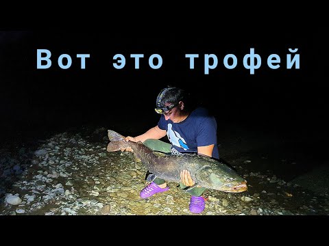Видео: Фрикцион трещит, спиннинг в дугу/Поклевка огромного тайменя ночью на мышь/Борьба с трофеем/Бахта #6