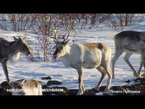 Видео: "Наедине с безмолвием" плато Путорана