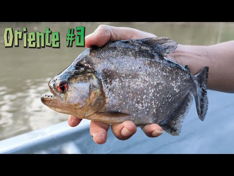 Видео: Ориенте (Амазонка) #3 - Прогулка по джунглям и Рыбалка с пираньями