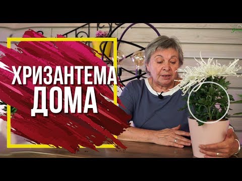 Видео: Уход За Хризантемой Дома ✔️ Пышное Цветение в Домашних Условий