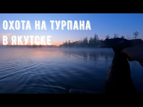 Видео: Охота на турпана в Якутии