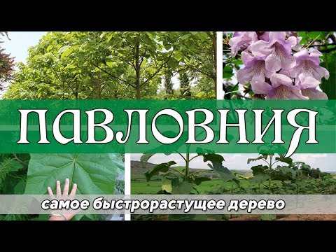 Видео: Павловния - самое быстрорастущее дерево