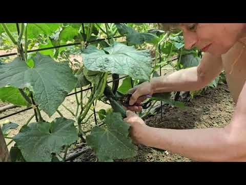 Видео: Обиколка на двора.