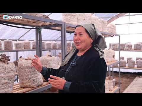 Видео: Уй шароитида қўзиқорин етиштиришдан ойига 10 млнгача даромад