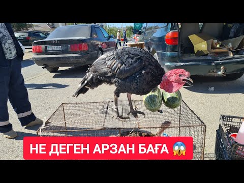 Видео: ҚЫЗЫЛОРДА ТАУЫҚ БАЗАРЫ, ҚАЗ, ҚОЯН, ҮЙРЕК, ИТ, БАҒАЛАРЫ.