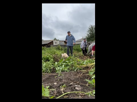 Видео: С рассеянным склерозом в огороде начинаем копать картофан. Всегда на позитиве.