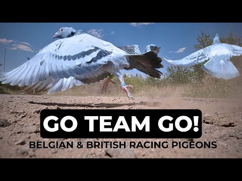 Видео: Эпизод 72: Британцы против бельгийцев — Голубиные гонки