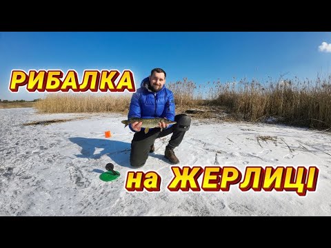 Видео: Нарешті дочекався! Зимова рибалка на жерлиці в с.Марковичі. Окунь на кивок