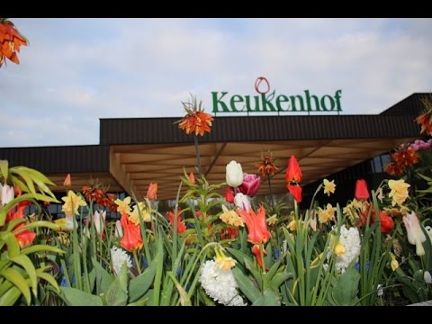 Видео: Цветочный рай.  Голландия, Койкенхоф. 2017 Holland Keukenhof.