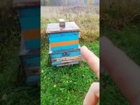 Видео: Итоги 2025года. И обо всём понемножку. 