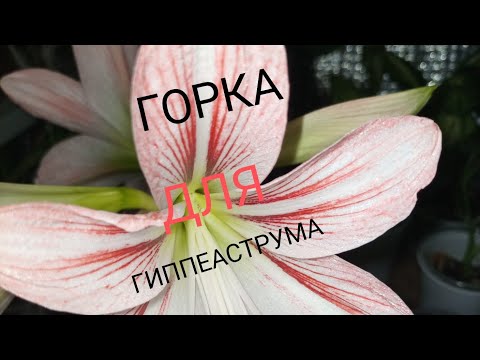 Видео: ГОрКа🛝для Гиппеаструма| Как посадить Гиппеаструм правильно