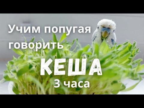 Видео: Учим попугая говорить "Кеша" 3 часа