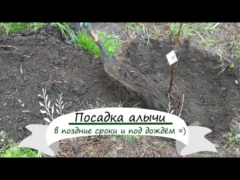 Видео: Всё о посадке алычи и немного об опылении алычи и сливы