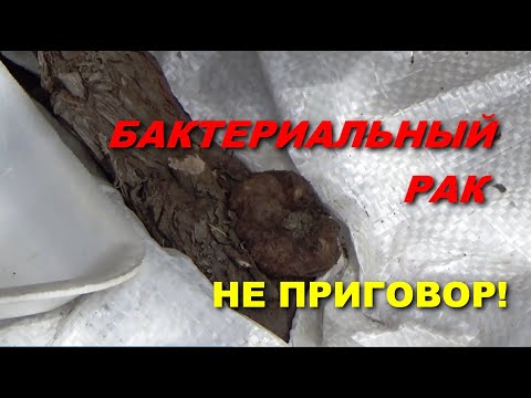 Видео: ПОБЕДИТЬ БАКТЕРИАЛЬНЫЙ РАК МОЖНО