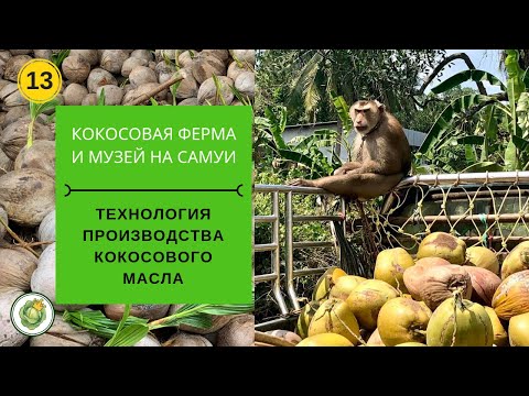 Видео: Кокосовая ферма и музей на Самуи//Технология производства кокосового масла