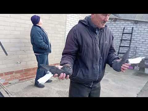 Видео: Мелитопольские голуби. Степан - любитель Николаевских...