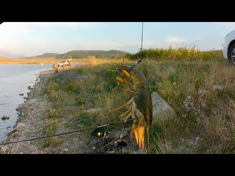 Видео: Рыбалка. Хутор Шести  Ставропольский край.