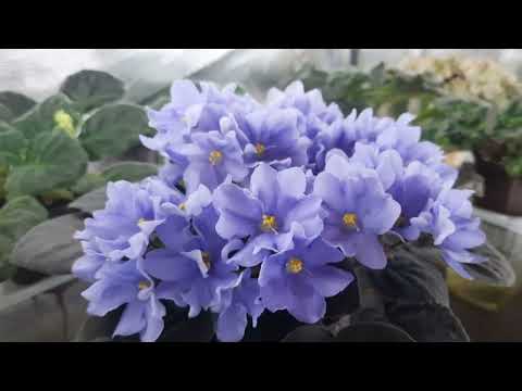 Видео: Фиалки в июле, обзор цветущих фиалок. Как мои фиалки переживают жару?