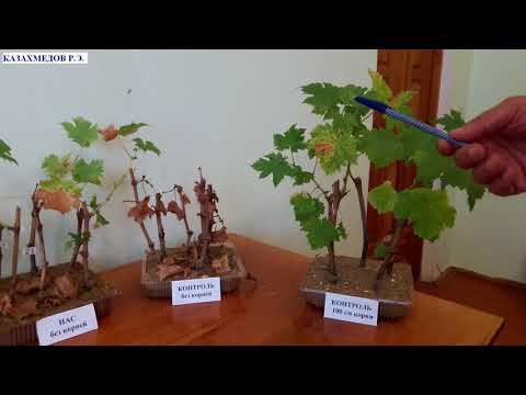 Видео: Проблема филлоксеры решена: Часть 1. Выступление Казахмедова Р.Э. с результатами лабораторного опыта