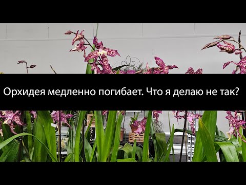 Видео: Орхидея не развивается и медленно погибает. Что могло пойти не так? #орхидеи #реанимацияорхидей