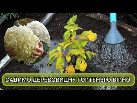 Видео: Коли і як садити деревовидну гортензію. Повна інструкція посадки.