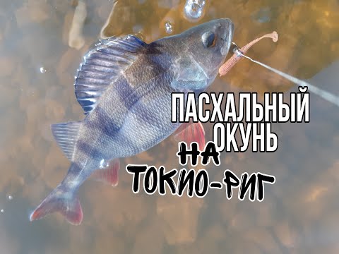 Видео: Наловил крупных окуней в Пасхальное утро.Токио-риг рулит.