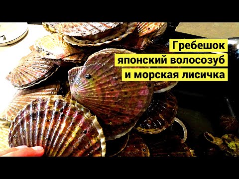 Видео: За едой с ведром. Гребешок, японский волосозуб и морская лисичка (Eng Subs)