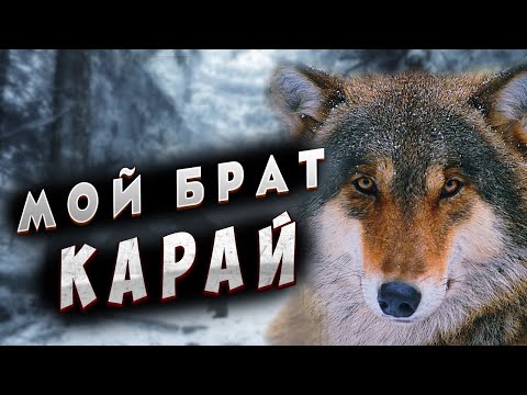 Видео: 🐺О Такой Волчьей Преданности Можно Только Мечтать!