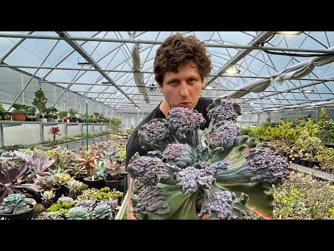Видео: Мои самые большие и яркие Эчеверии (Echeveria) сезон 2021. Суккуленты уход, полив, грунт размножение